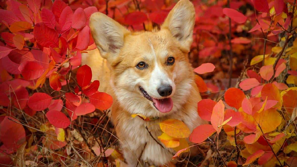 Animación de una raza de perro quedó entre los ganadores de los Oscar para estudiantes