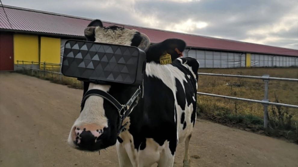 Crean gafas de realidad virtual para hacer felices a las vacas