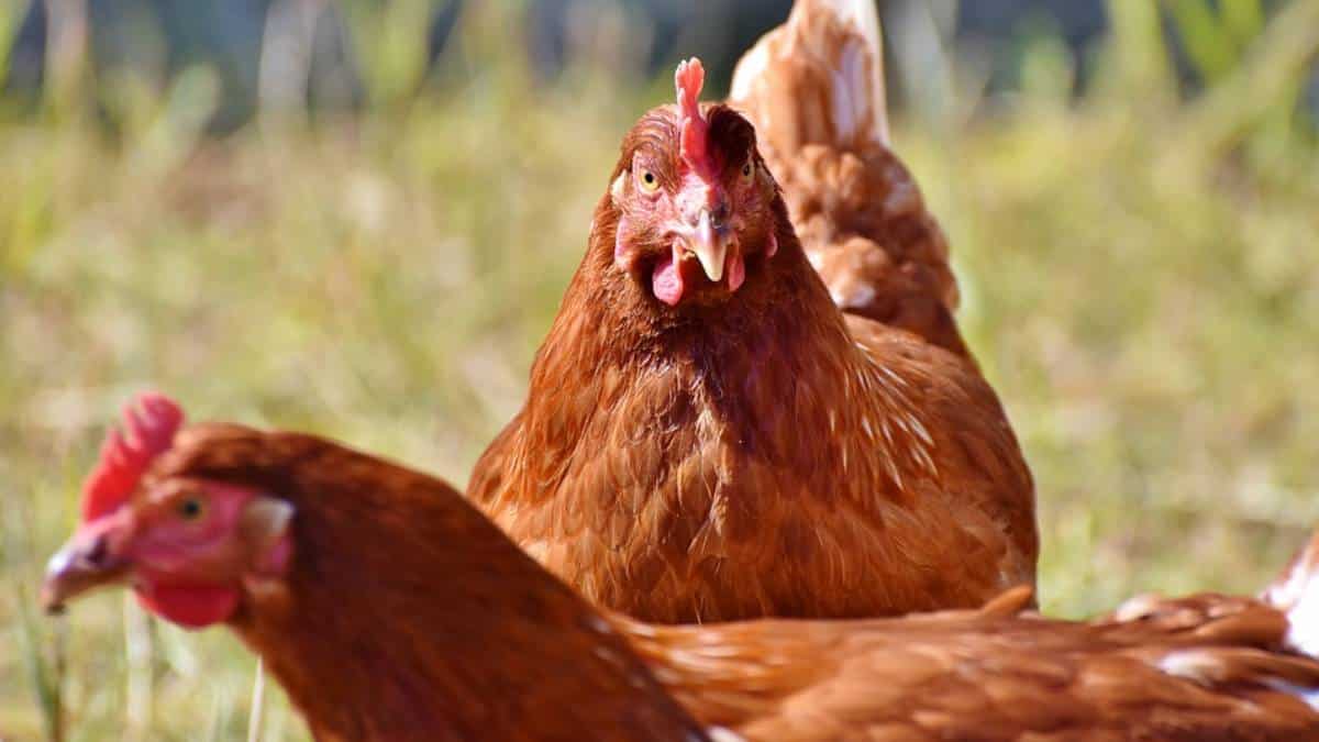 Nuevo proyecto de ley buscaría garantizar gallinas libres de jaulas