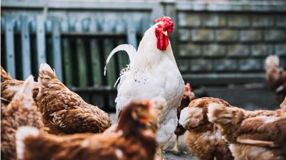 "Los gallos violan a las gallinas": el colectivo que vegano pide no consumir huevos