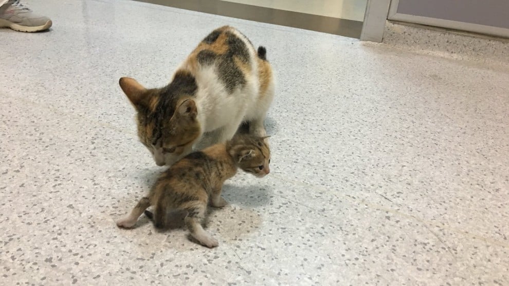 Gata llevó a su cría enferma a un hospital para que la atendieran