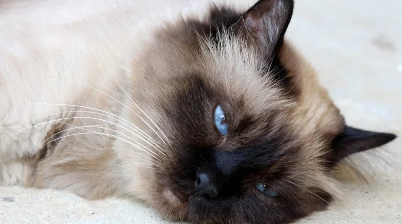 Cinco razas de gatos más tranquilas