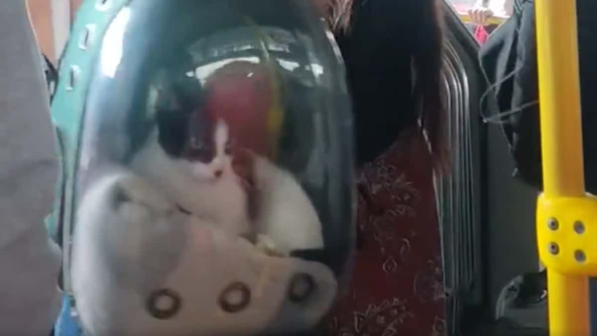 El gato que sufrió las consecuencias de la pelea de su dueña.