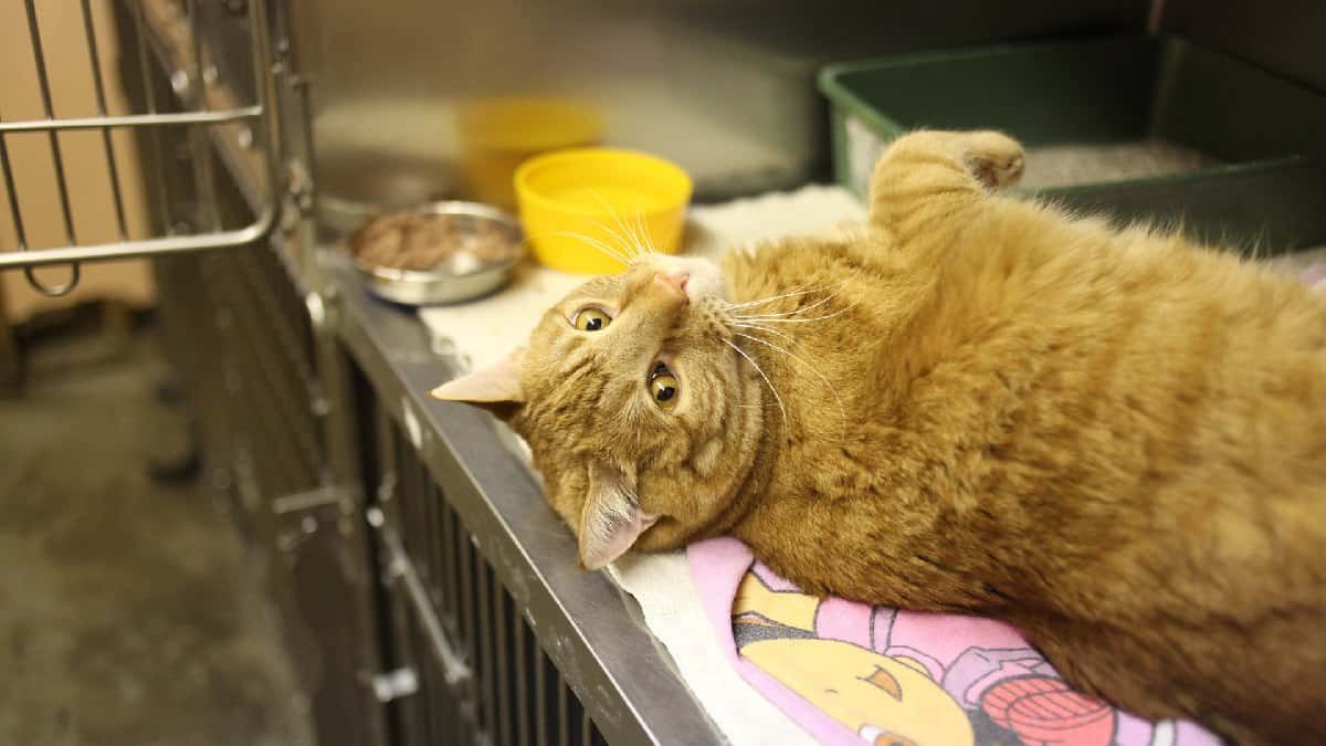 Animales rescatados tras cautiverio en casa de una famosa autora en EE.UU.