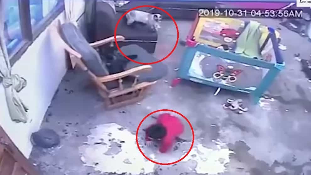 La reacción de un gato para salvar a un bebé que iba a caer por una escalera
