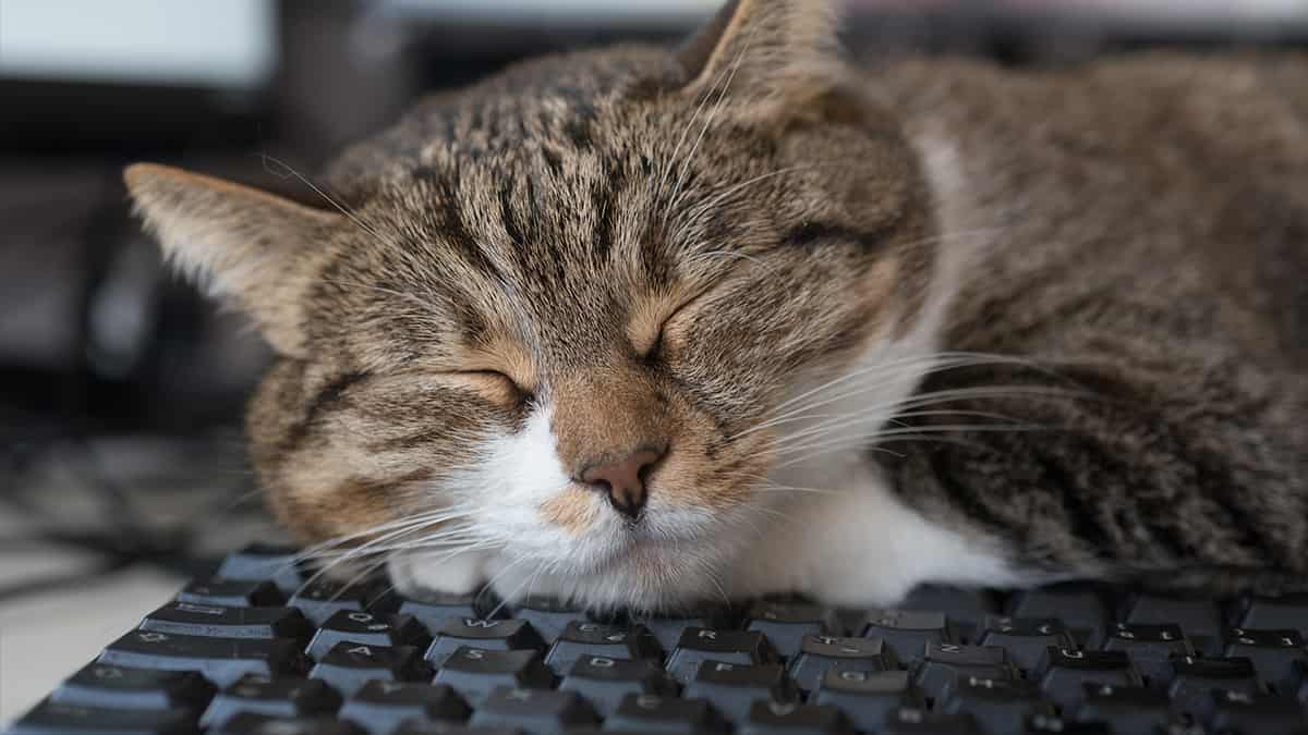 ¿Por qué los gatos se suben en el teclado o se paran en los controles?