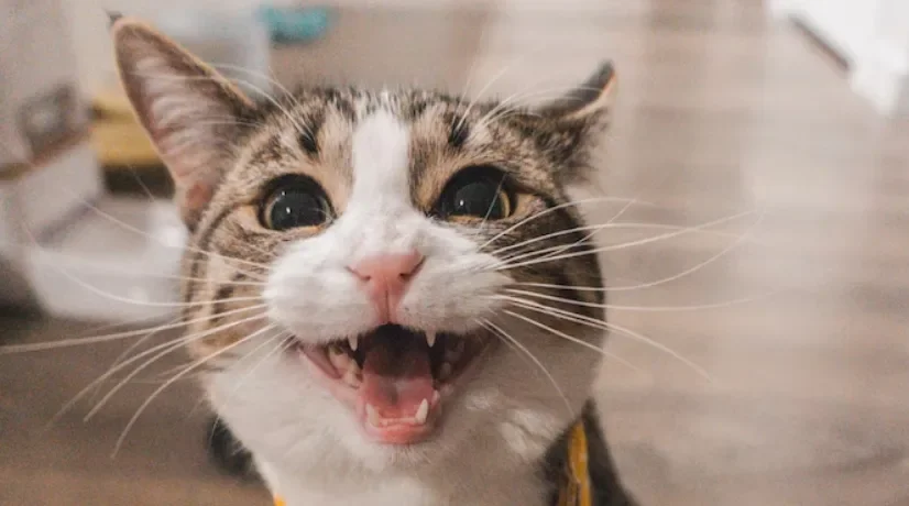 ¿Por qué los gatos llevan animales muertos a las casas?