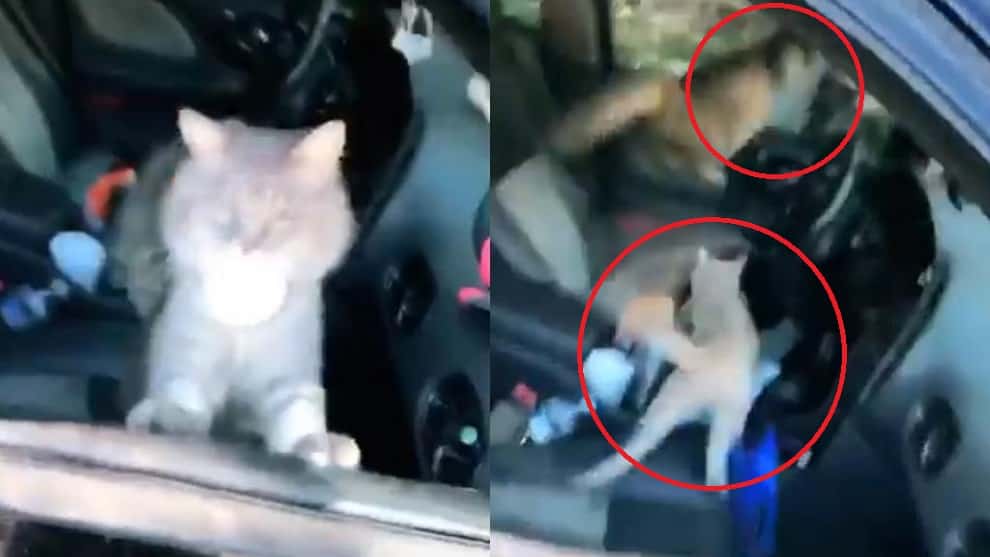 Joven olvida cerrar la ventana del carro y lo encuentra lleno de gatos