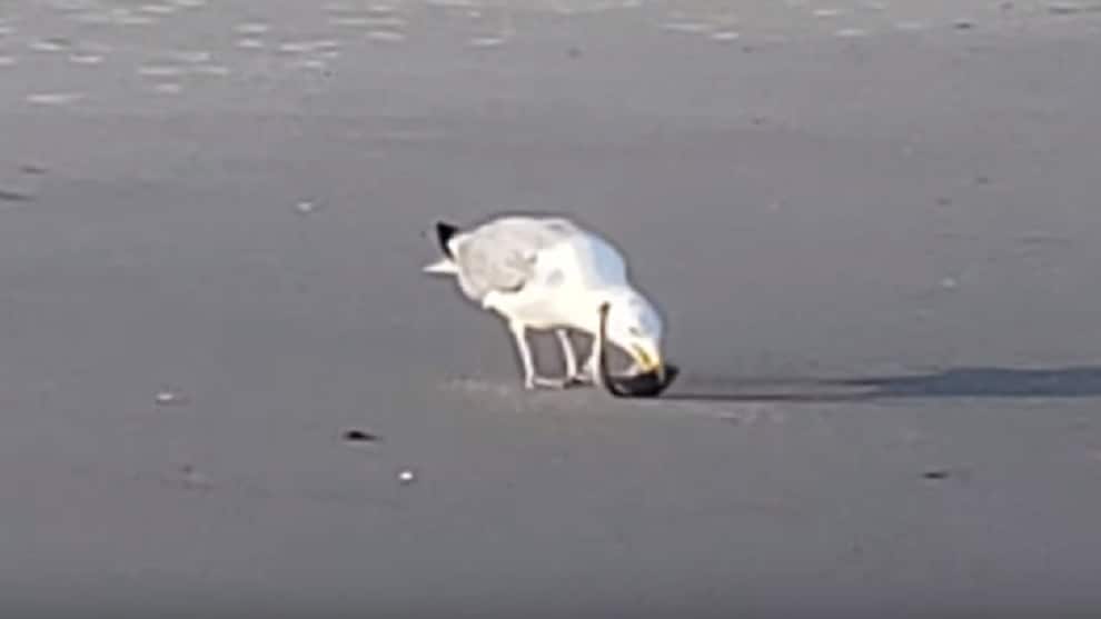 Gaviota se come la cría de un tiburón viva en una playa