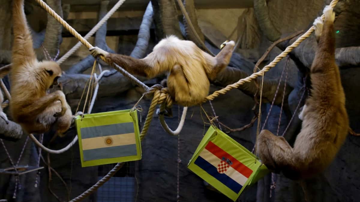 Kent, gibón de zoo predijo victoria de Croacia ante Argentina