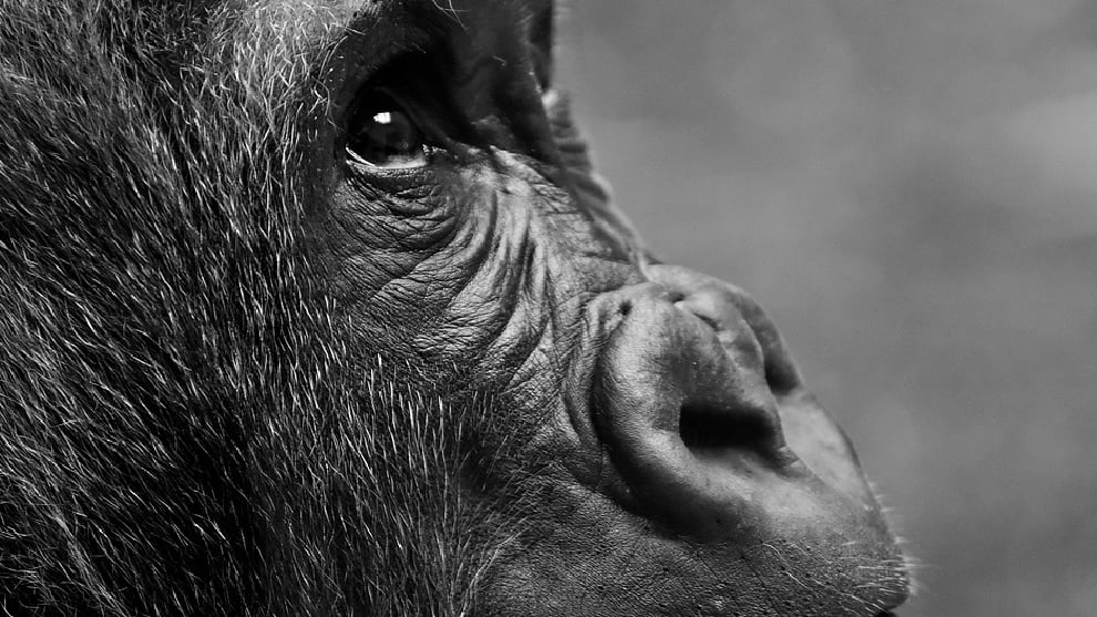 Once años de prisión para hombre que mató a un gorila en Uganda