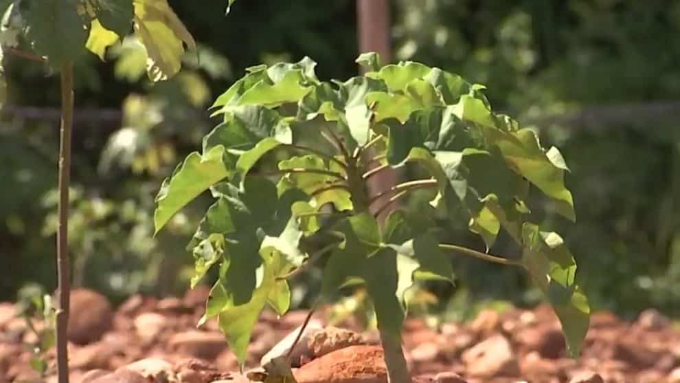 El guarumo como antídoto para la minería ilegal en el Bajo Cauca antioqueño