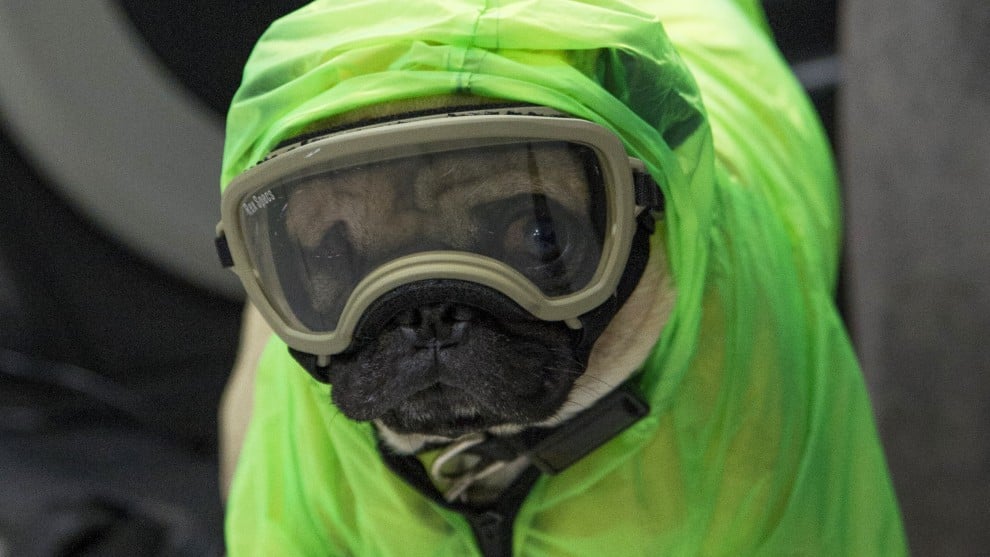 Conozca a Harley 'el Tuerto', el perro terapeuta de los médicos