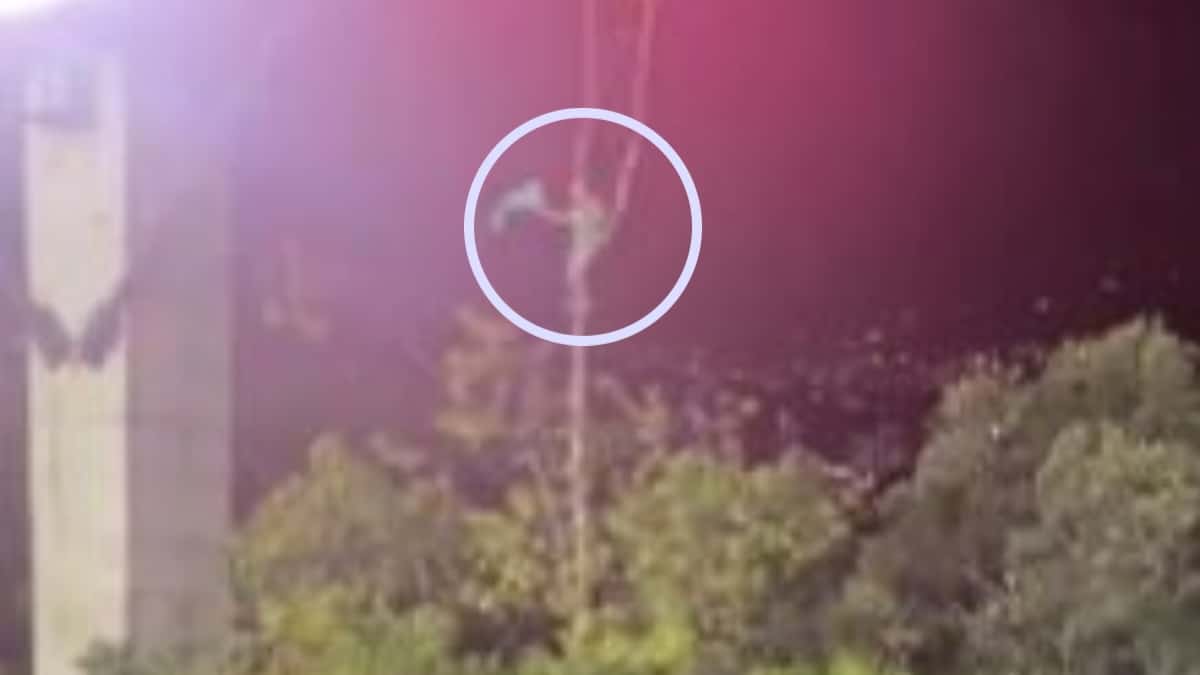 Hincha en un árbol viendo Nacional 1-2 Millonarios: Liga BetPlay 2022-II