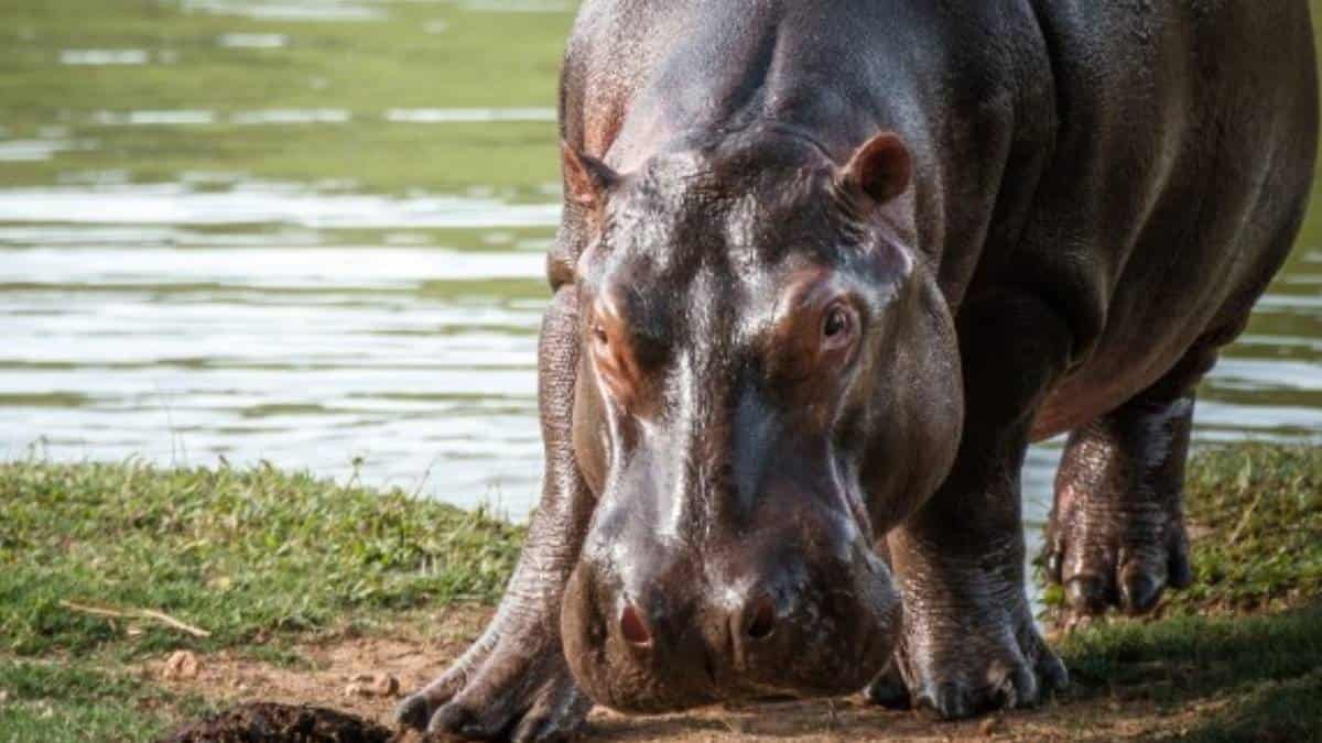 "Mexico did not offer to save hippos": Government denies version and reveals harsh reality of international transfer