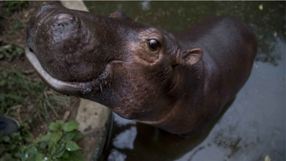 Zoológico de Nicaragua le da la bienvenida a su primer hipopótamo