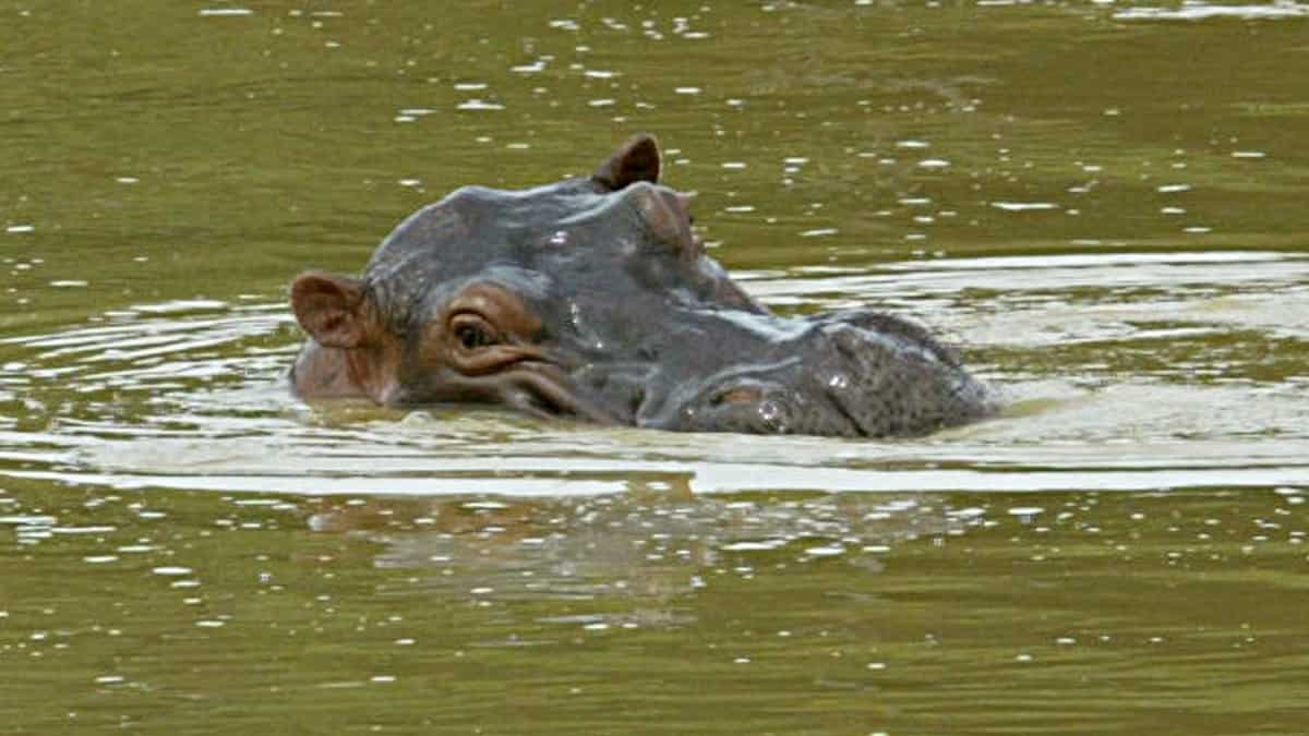 Estados Unidos reconoce a hipopótamos de Pablo Escobar como personas jurídicas