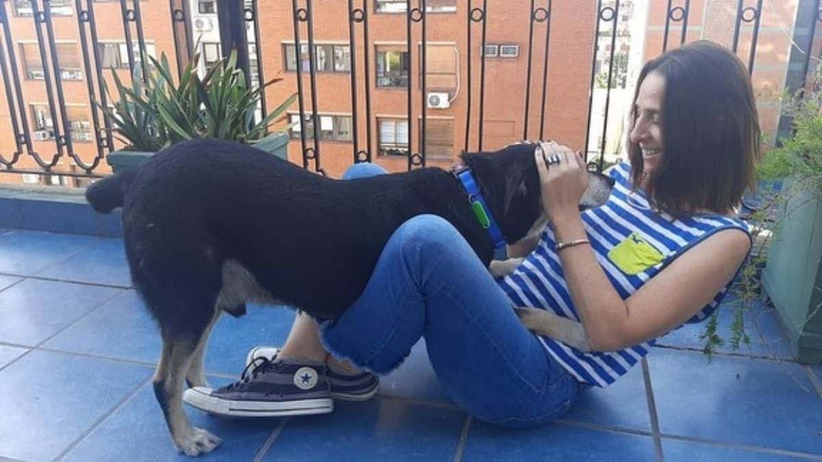 Crean hoja de vida a un perro y buscarle hogar tras muerte del dueño