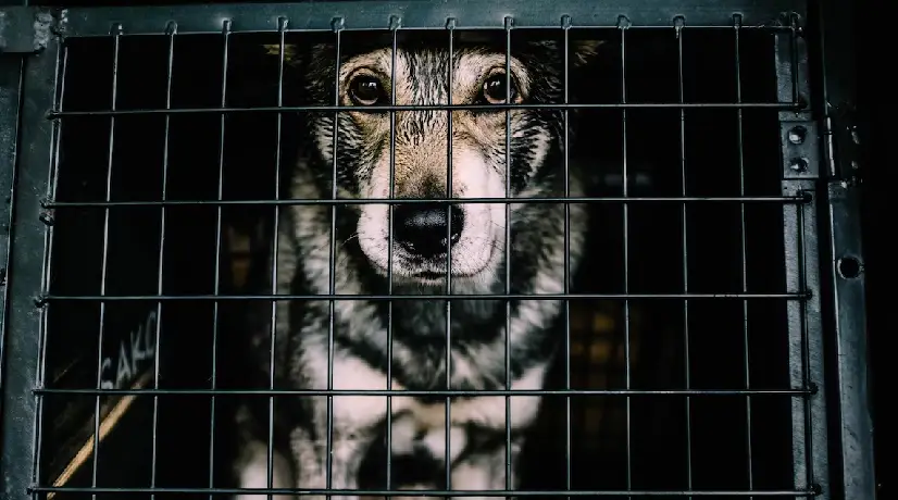 Foto: Unplash Mascota fue enviada por error en vuelo a Arabia Saudita