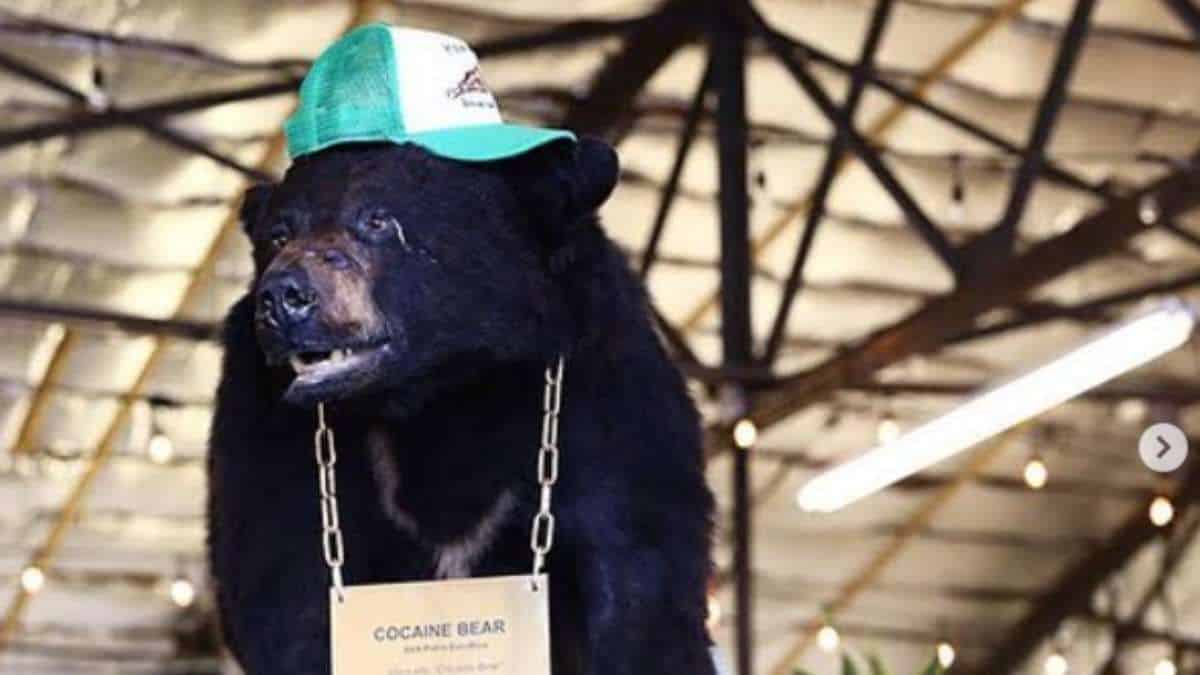 'Cocain Bear', el oso que murió de sobredosis