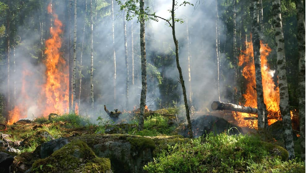 Imagen ilustrativa sobre un incendio en zona boscosa.