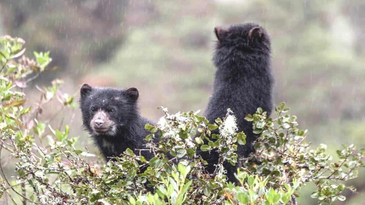 Día internacional de los osos de anteojos