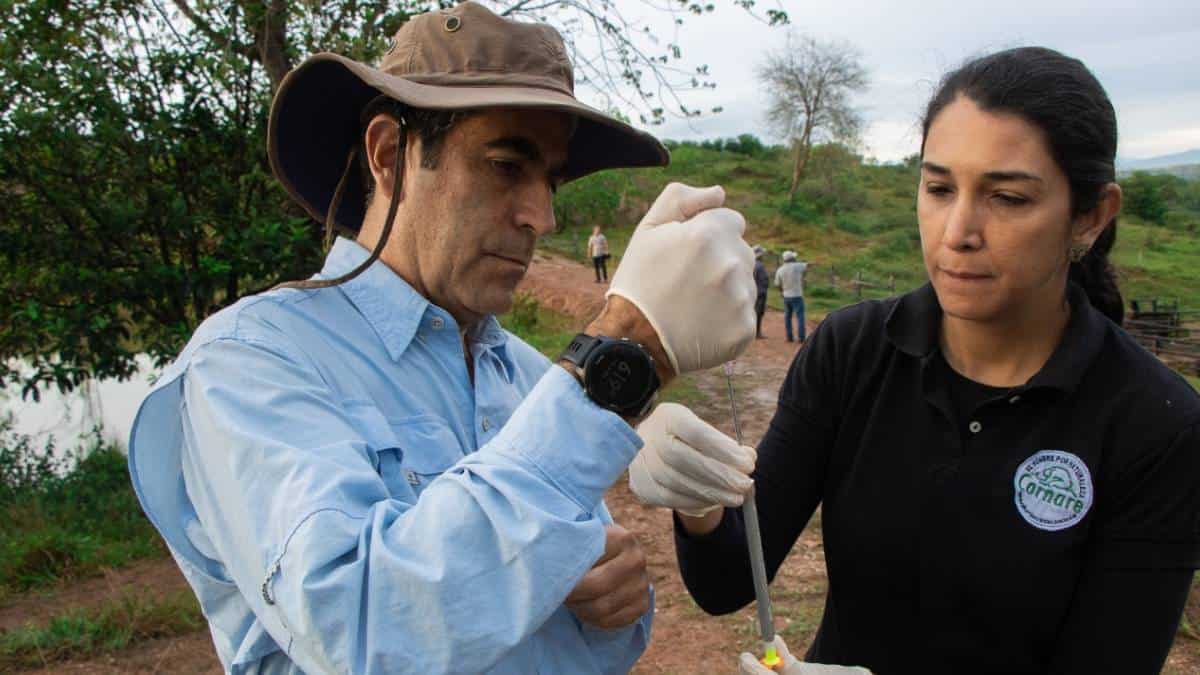 Foto: Castración de hipopótamos - Cornare