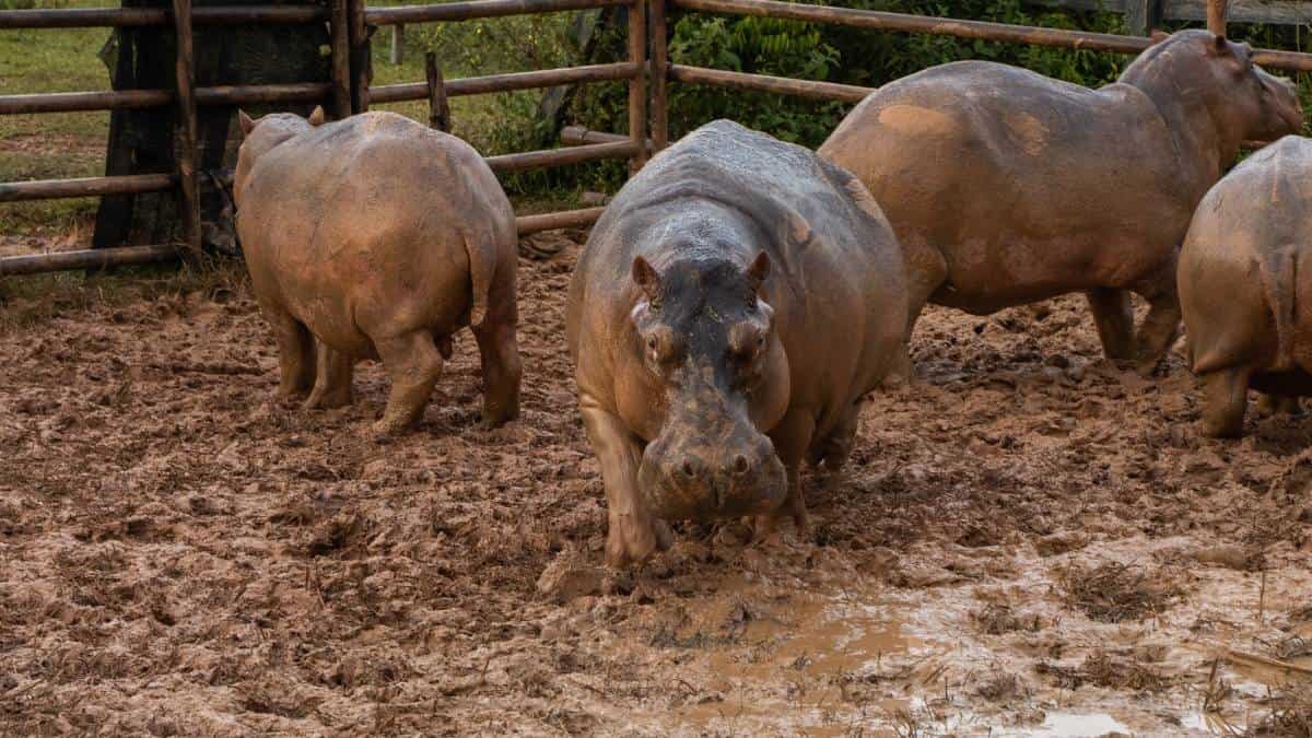 Foto: Castración de hipopótamos - Cornare