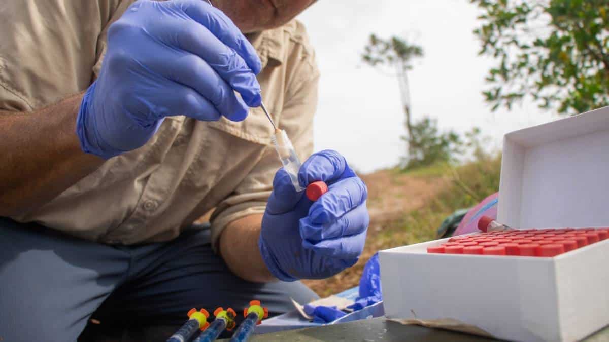 Foto: Castración de hipopótamos - Cornare