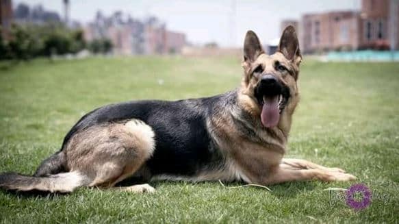 Mascotas perdidas en Bogotá