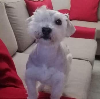 Mascotas perdidas en Bogotá