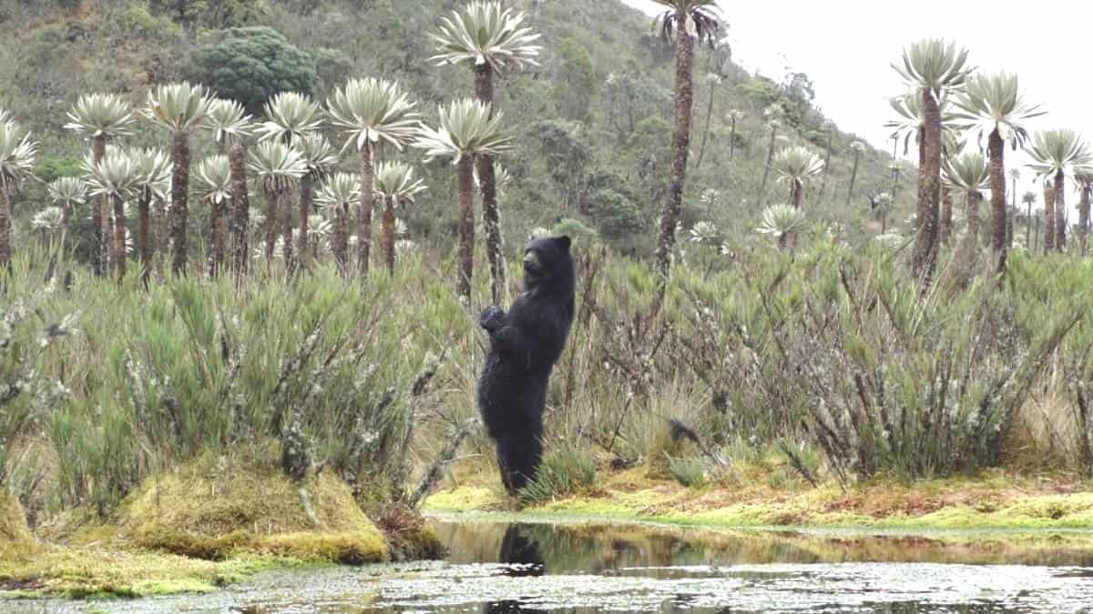 Día internacional de los osos de anteojos