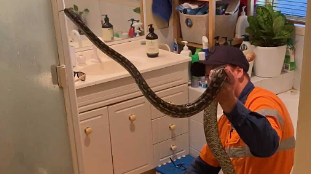 Foto: Captura del video - Snake Catchers Brisbane & Gold Coast