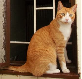 Mascotas perdidas en Bogotá