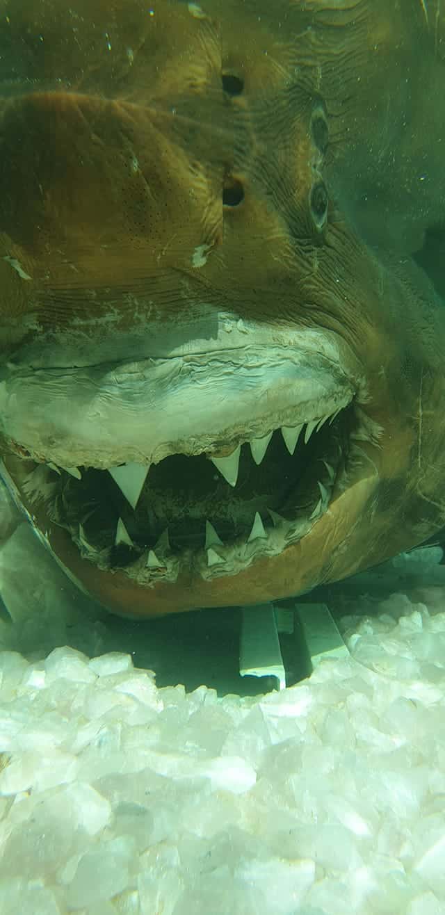 Foto: Rosie the shark (Facebook)