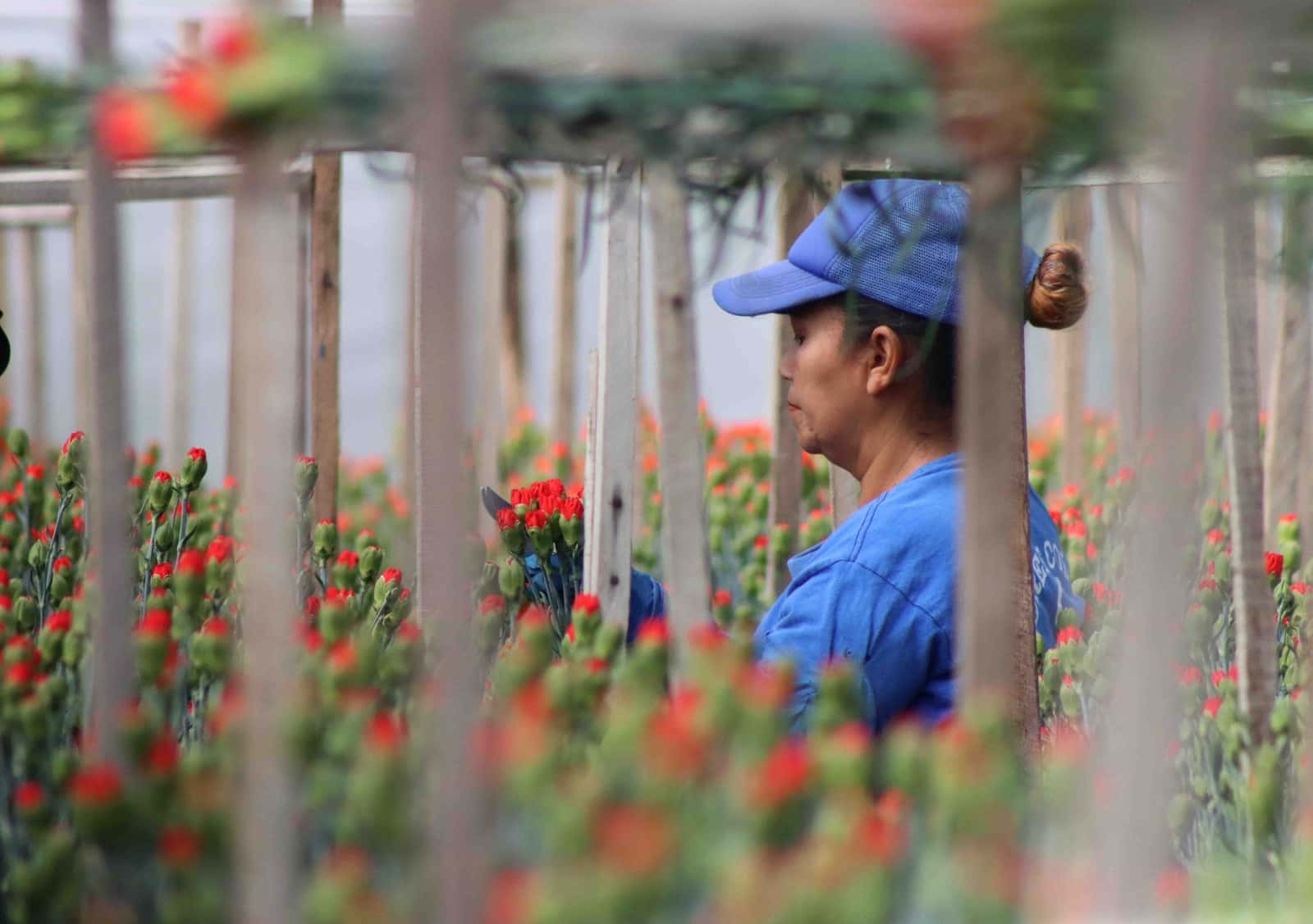 día de la madre y flores