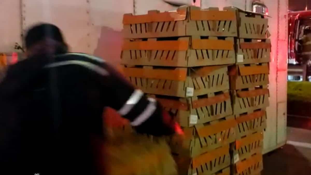 Pollos fueron evacuados tras accidente