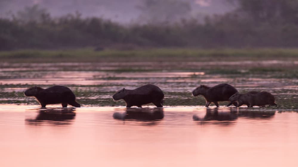 Foto: Days Edge Productions / WWF-US