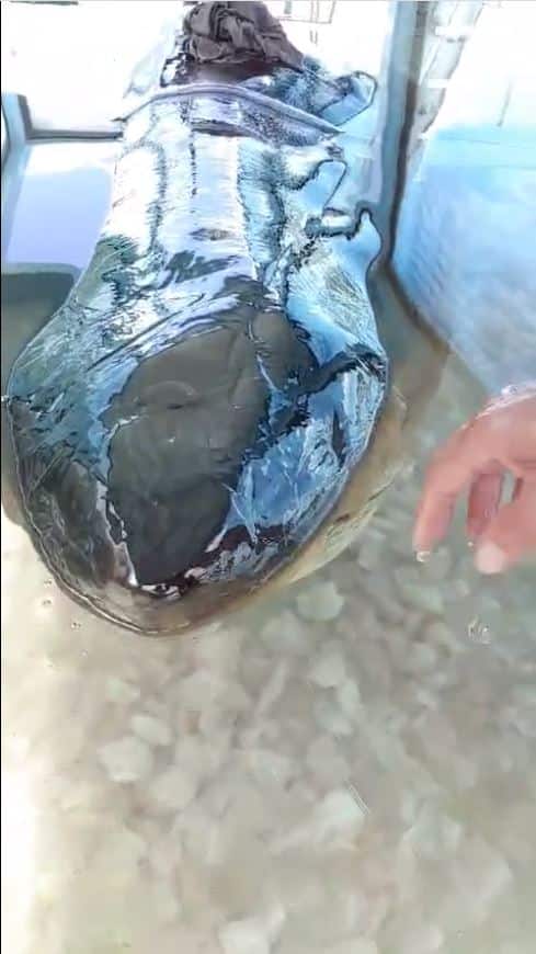 Foto: Rosie the shark (Facebook)