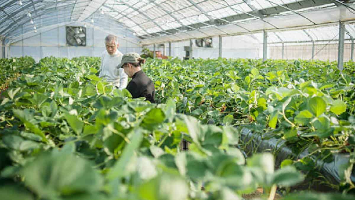 Innovación Alimentaria