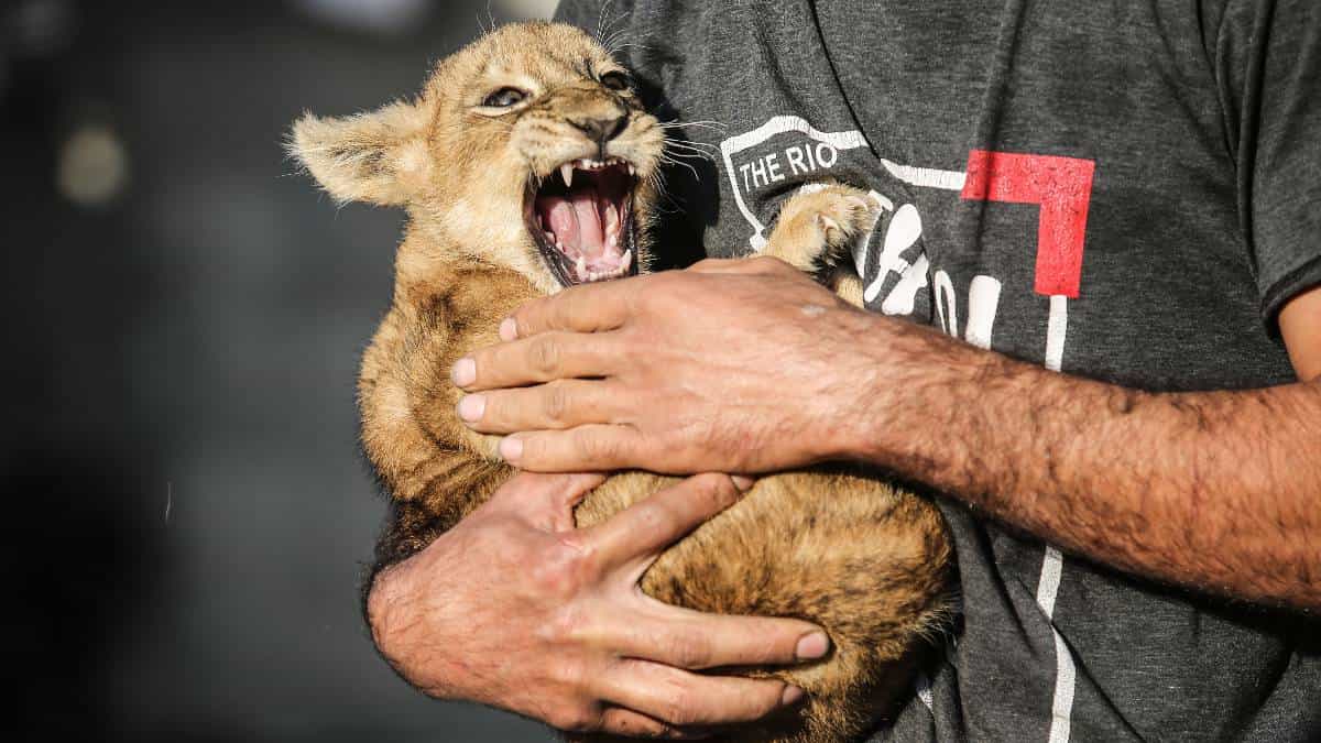 Diferentes operativos de la Interpol lograron el rescate de miles de especies