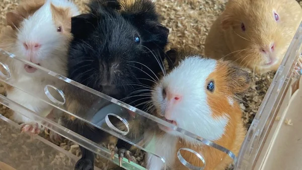 Joven gana más de 100 millones de pesos mensuales con su emprendimiento