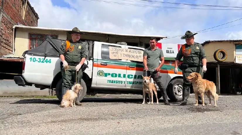 Foto: Policía de Cauca Perros afectados por derrumbe son puestos en adopción
