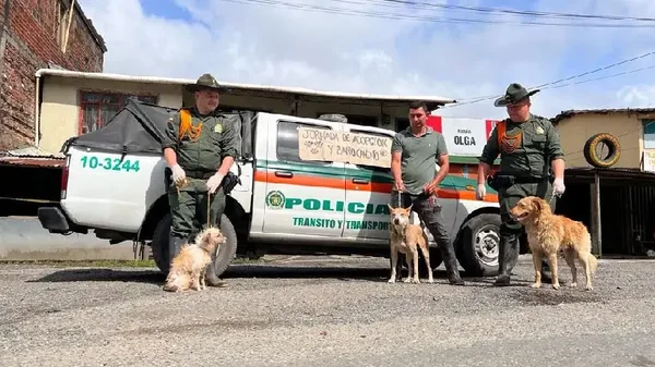 Perritos que quedaron desamparados tras los derrumbes en Cauca fueron puestos en adopción Perritos que quedaron desamparados tras los derrumbes en Cauca fueron puestos en adopción