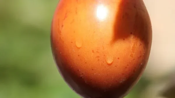 El jugo de tomate de árbol, una bebida que trae grandes beneficios al cuerpo