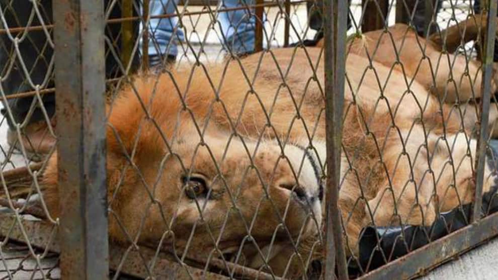 El león Júpiter fue declarado con cáncer en fase terminal