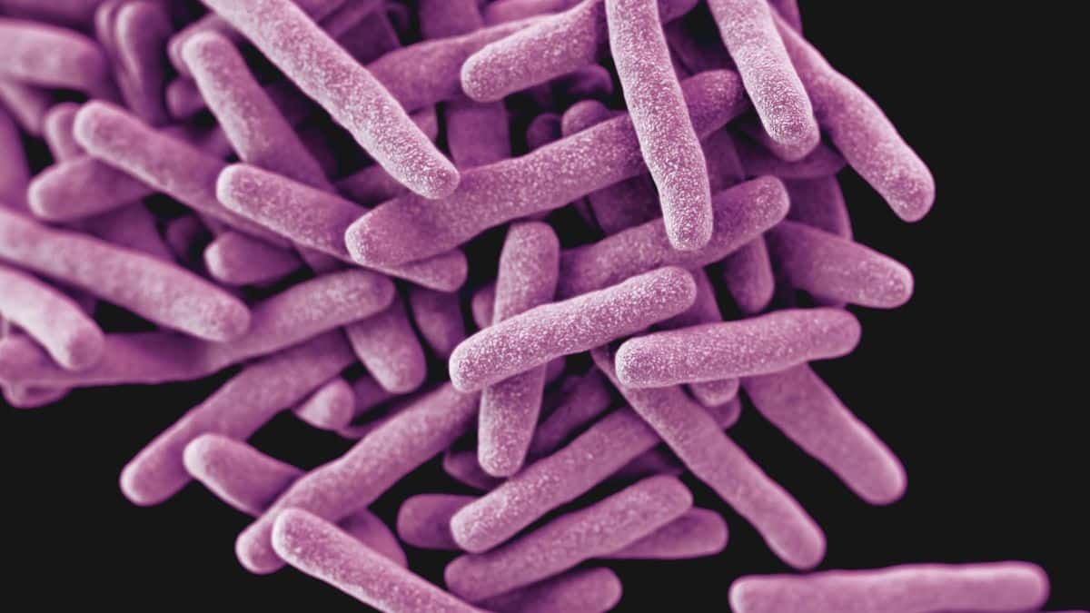 Descubren la bacteria más grande del mundo