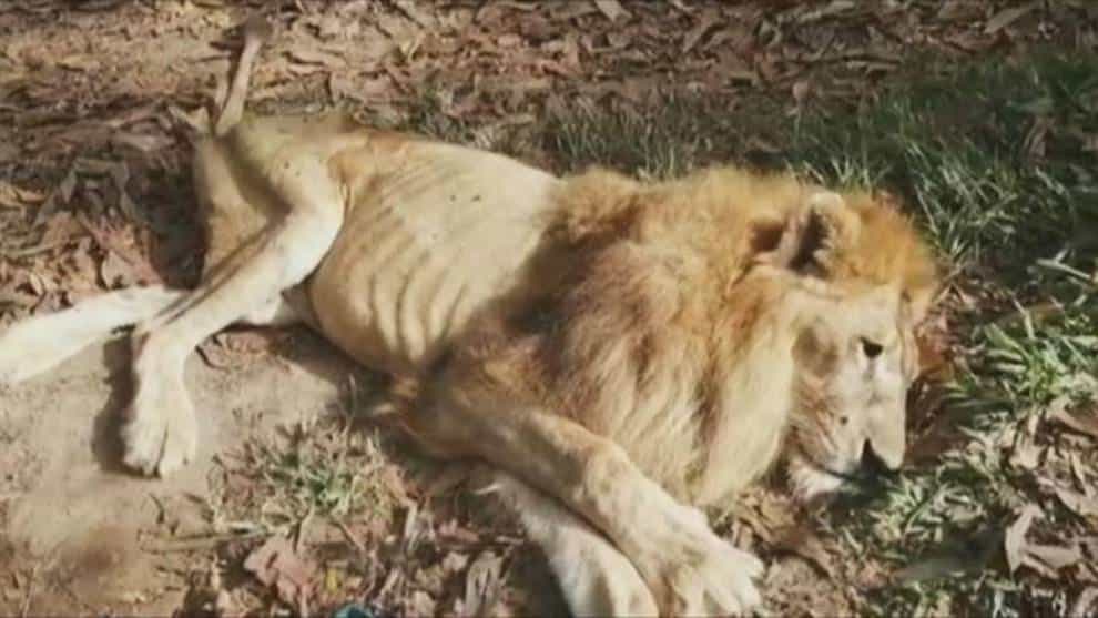 La Fiscalía revela la causa de muerte del león Júpiter