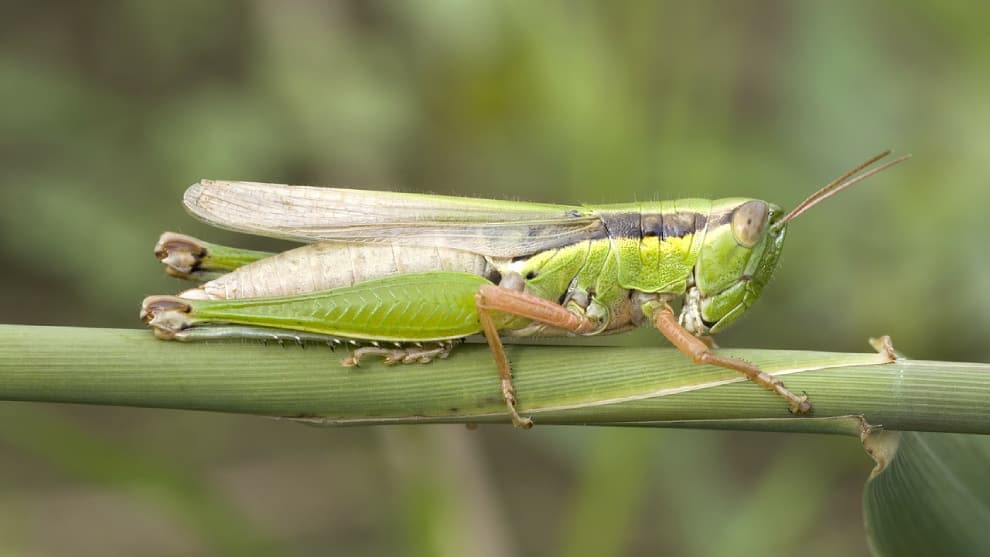 Pakistán lucha con invasión de langostas