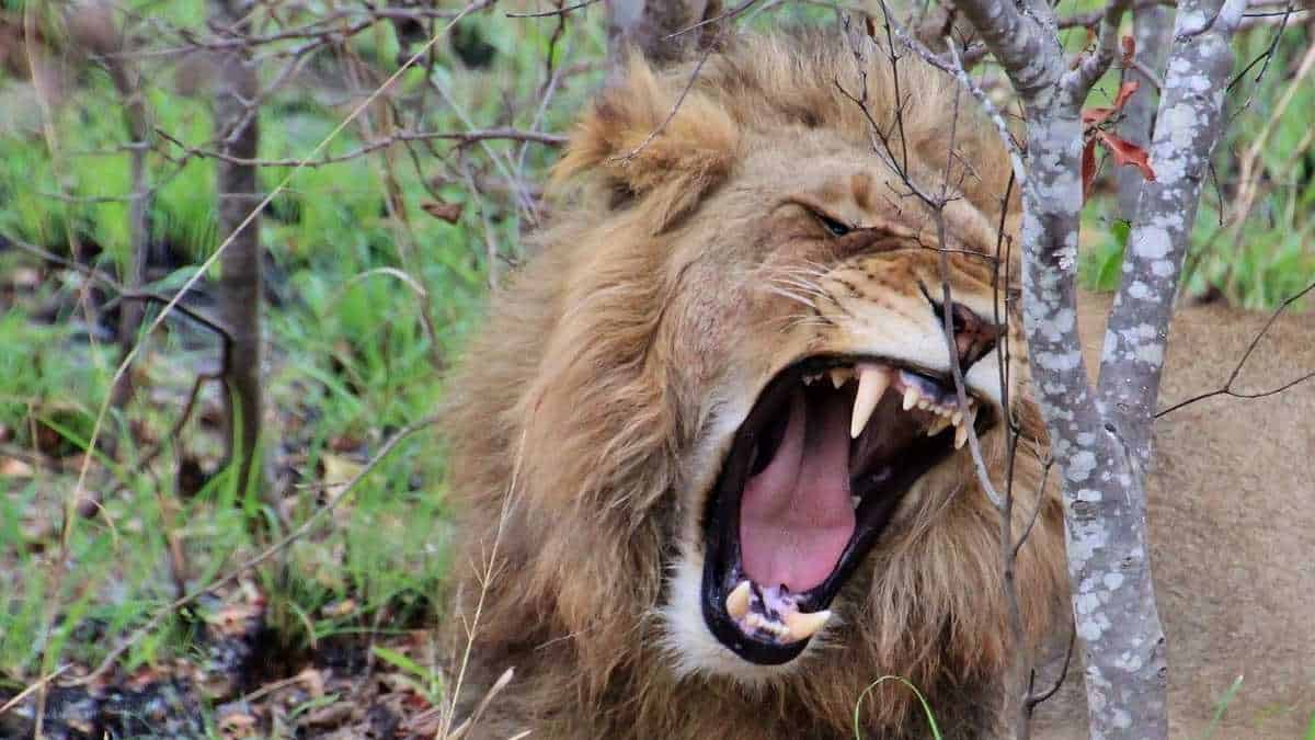 León devora a una madre mono mientras su hijo se aferra a ella